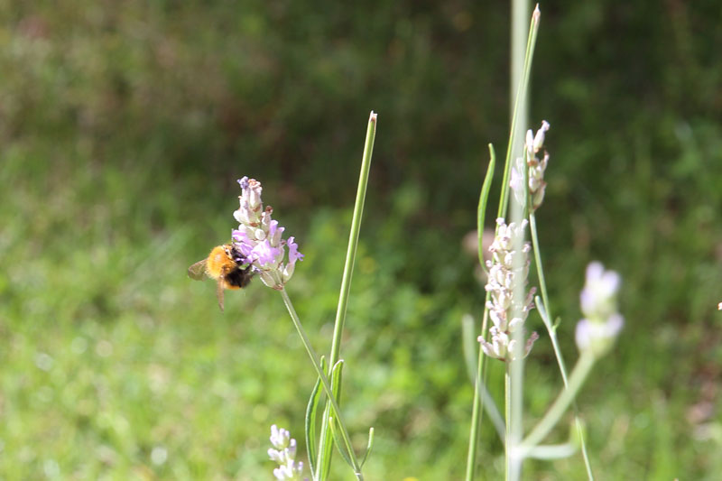 ラベンダーの蜜を集めるミツバチ
