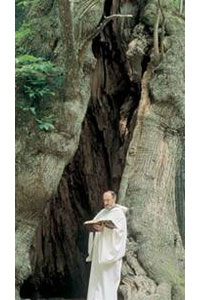 樹齢何世紀にもなる大木のくぼみのもとで読書する修道士