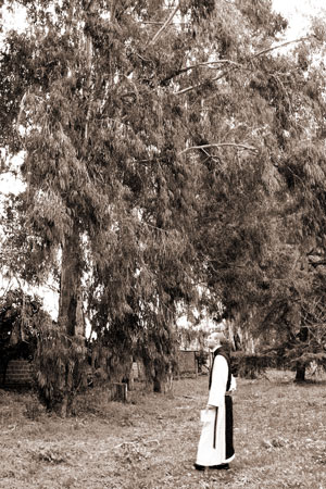 ユーカリの木を観察する修道士・トラピスト修道院