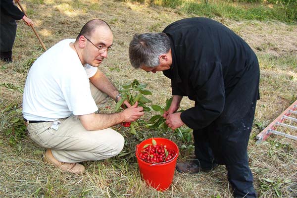 さくらんぼの収穫をするロレンツォ神父