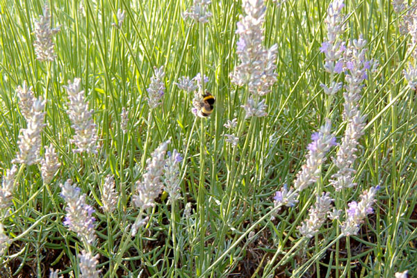 ラベンダーの蜜を収穫する修道士養蜂のミツバチ